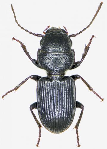 Dixus clypeatus
