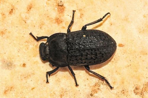 Réf. 161 541 : Opatrum sabulosum