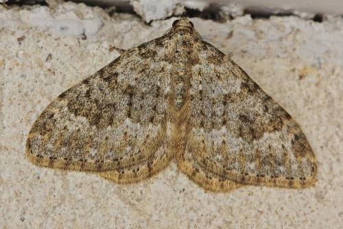 Réf. 161 562 : Coenotephria ablutaria