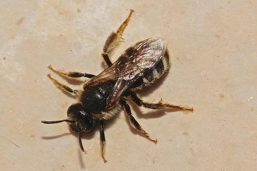 Réf. 161 074 : Lasioglossum sp.