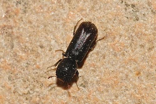Micrapate xyloperthoides