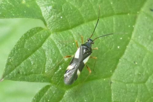 Dryophilocoris flavoquadrimaculatus