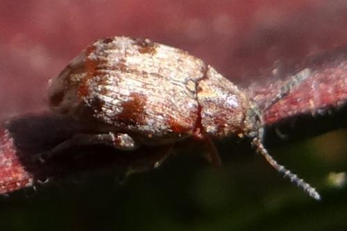 Réf. 161 119 : Megabruchidius dorsalis