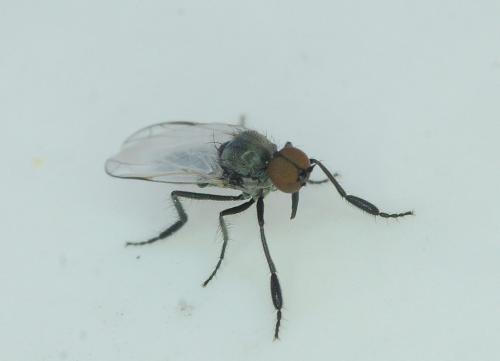 Réf. 161 026 : Empis sp.