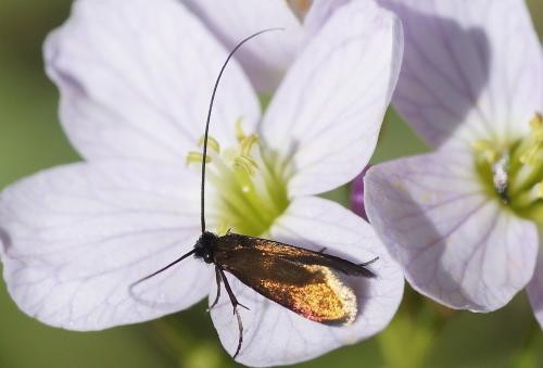 Cauchas rufimitrella
