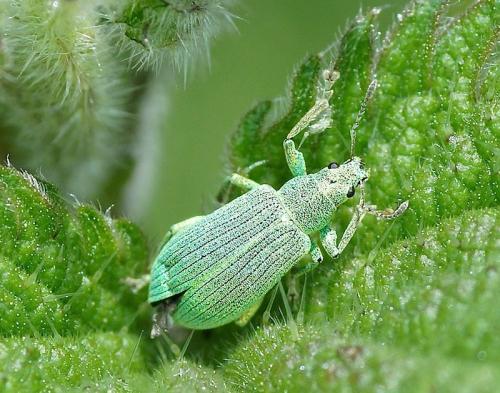 Polydrusus planifrons