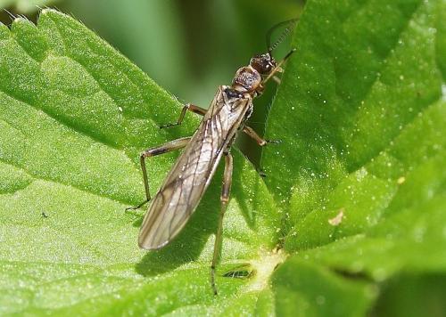 Nemoura cinerea