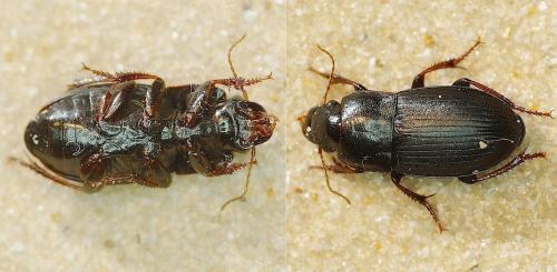 Réf. 161 435 : Harpalus rubripes