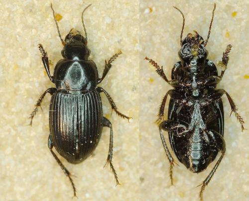 Harpalus neglectus