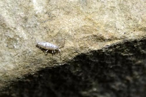Entomobrya sp.