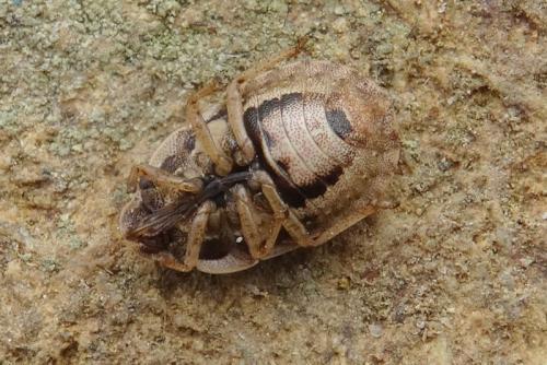 Réf. 161 282 : Sciocoris cursitans