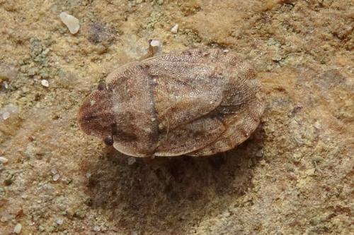 Réf. 161 281 : Sciocoris cursitans