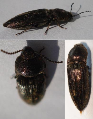 Réf. 161 535 : Cidnopus pilosus