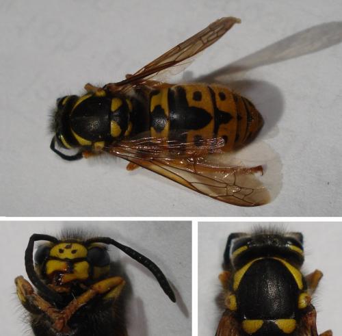 Vespula germanica