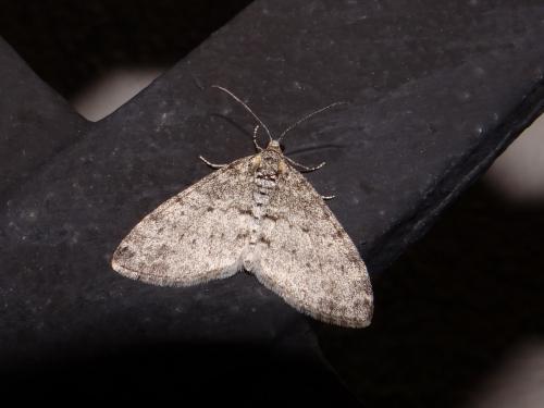 Réf. 161 296 : Lobophora halterata