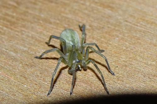 Réf. 161 852 : Cheiracanthium virescens