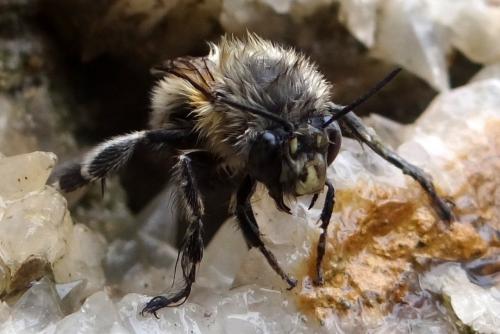 Anthophora plumipes