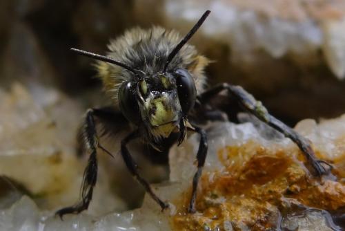 Anthophora plumipes