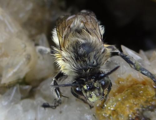 Anthophora plumipes