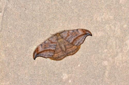Drepana curvatula