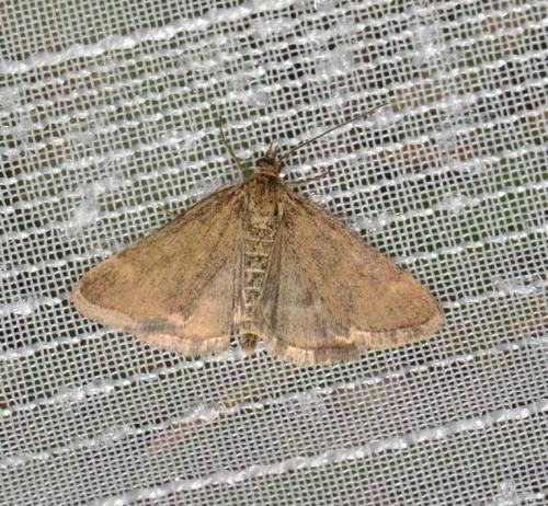 Pyrausta despicata