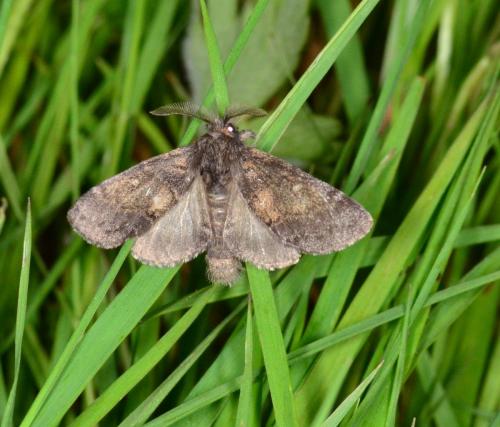 Réf. 161 660 : Gluphisia crenata