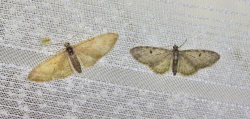 Eupithecia divers