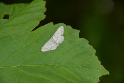 Idaea seriata