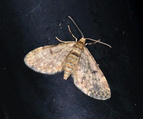 Réf. 161 592 : Eupithecia tantillaria