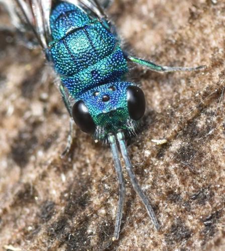 Réf. 161 374 : Chrysis sp.