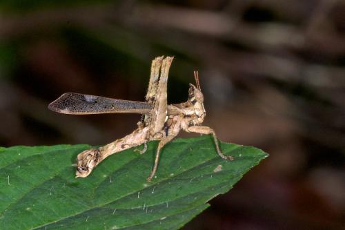 Erianthus sp.