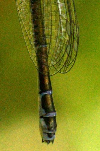 Coenagrion puella