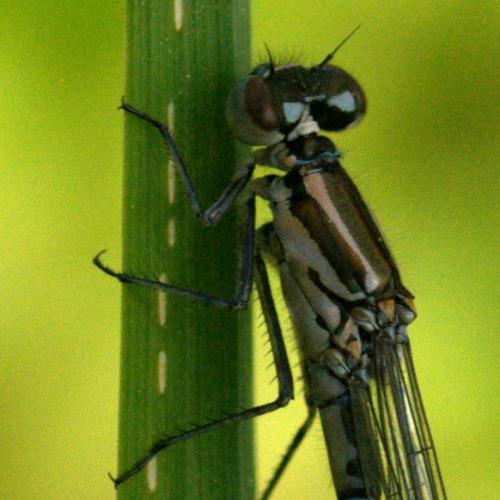 Réf. 161 388 : Coenagrion puella