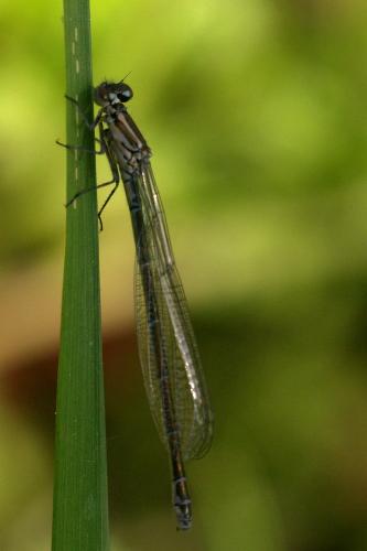 Coenagrion puella
