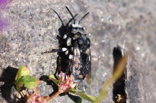 Melecta curvispina