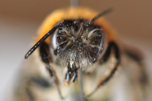 Andrena nitida