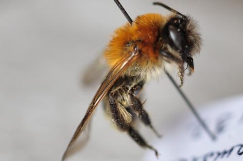 Andrena nitida
