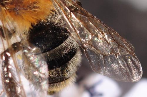 Andrena nitida