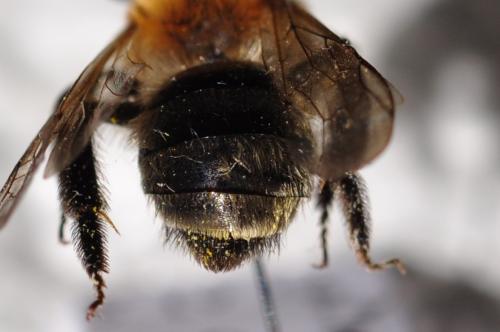 Andrena nitida