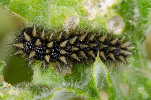 Réf. 161 441 : Melitaea sp.