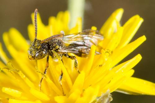 Nomada sp.