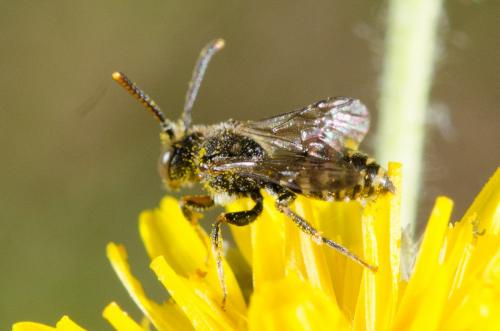 Nomada sp.