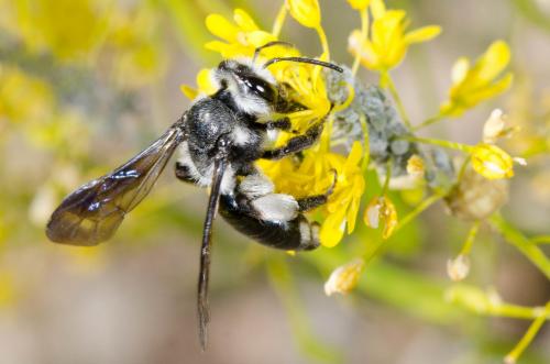 Andrena agilissima