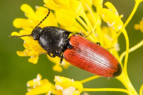 Réf. 161 124 : Ampedus praeustus