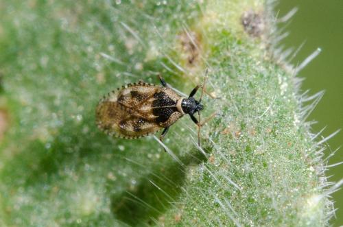Réf. 161 462 : Dictyla echii
