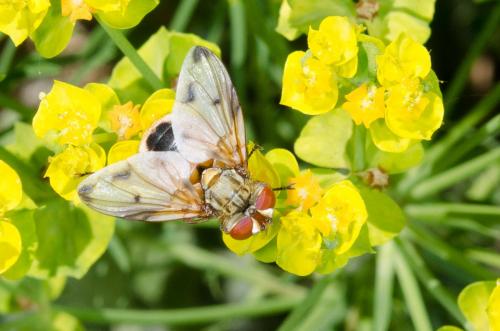 Ectophasia leucoptera