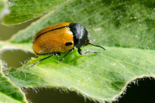 Réf. 161 116 : Cryptocephalus rugicollis