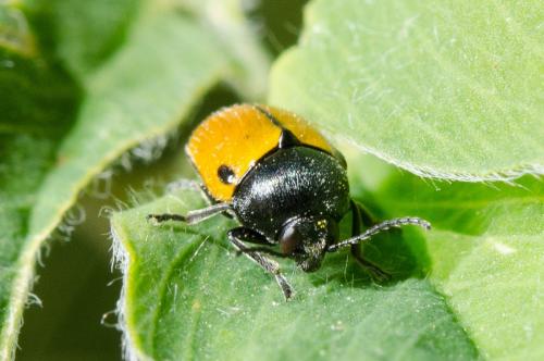 Réf. 161 117 : Cryptocephalus rugicollis