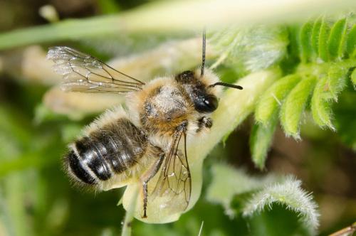 Megachile sp.