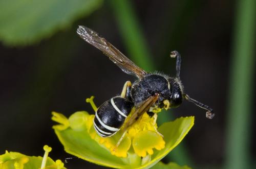 Odynerus melanocephalus